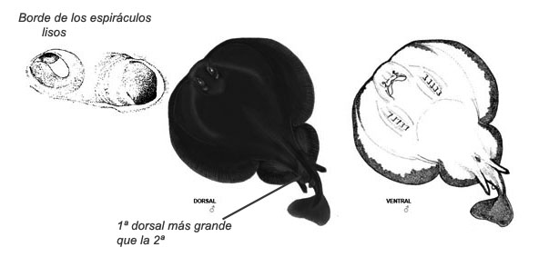 Torpedo nobiliana_02.jpg